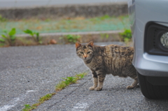 吾輩は猫である、ニャー # 773