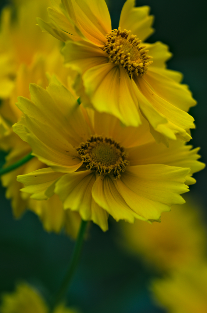 オオキンケイギク