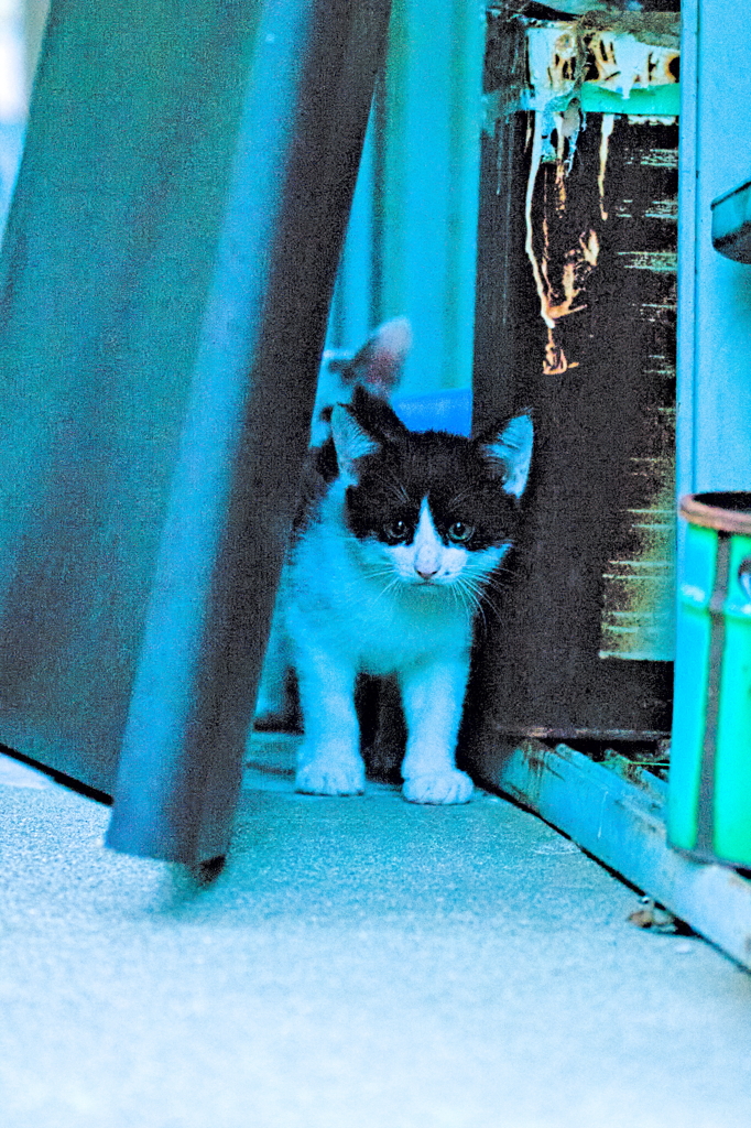 吾輩は猫である、ニャー # 585