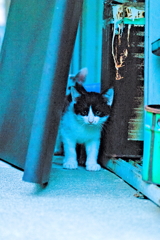吾輩は猫である、ニャー # 585