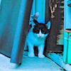 吾輩は猫である、ニャー # 585