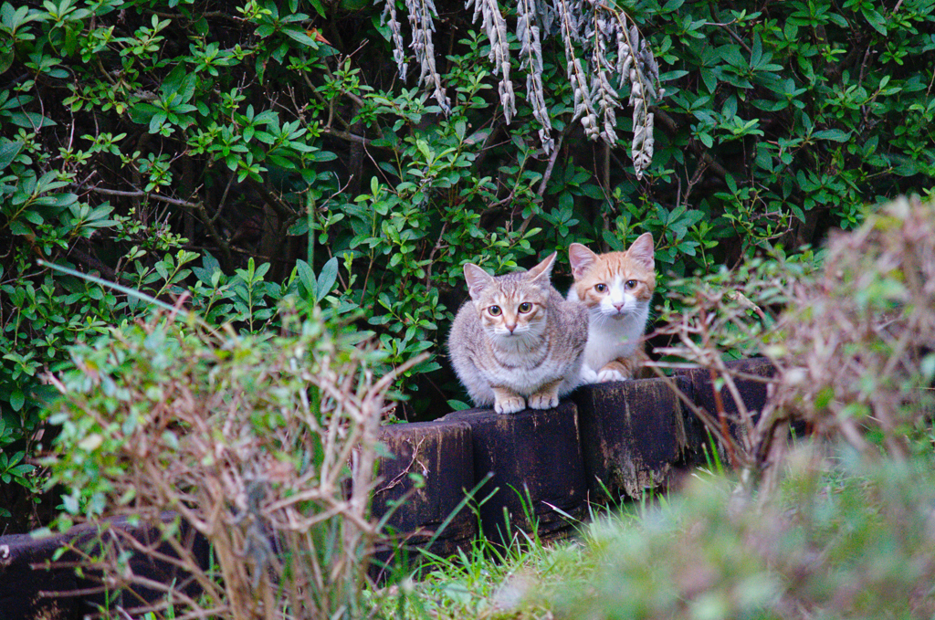 吾輩は猫である、ニャー # 624