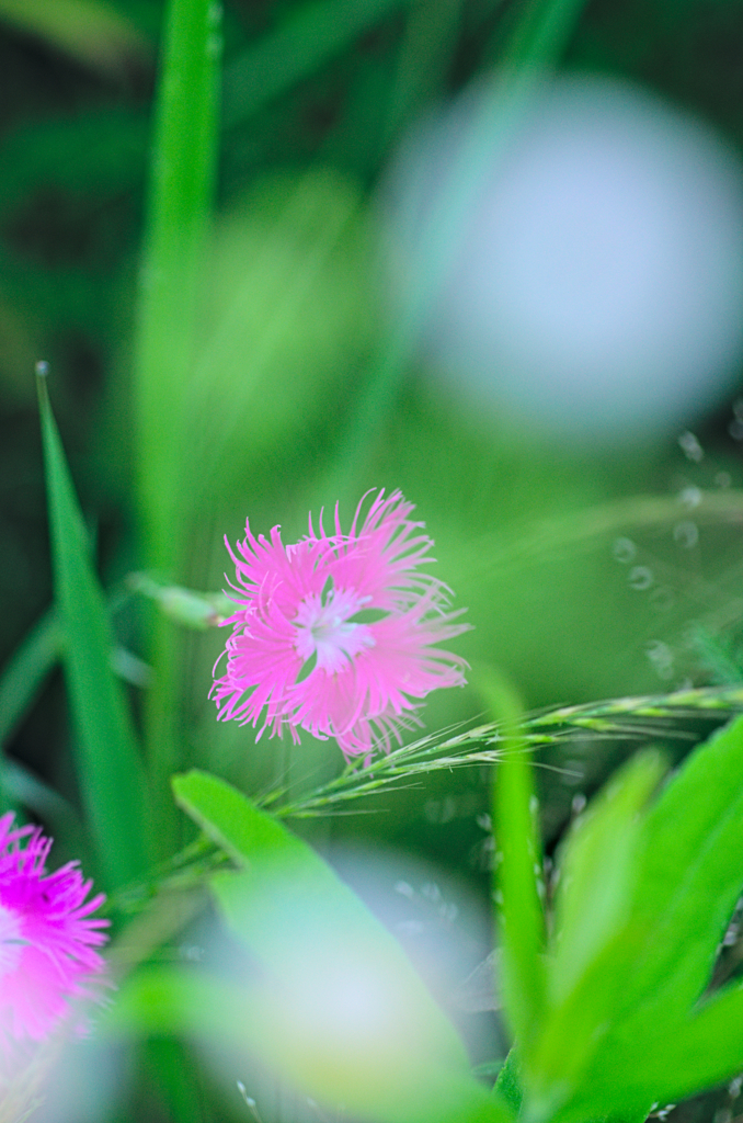 カワラナデシコ