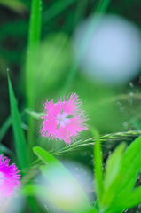 カワラナデシコ