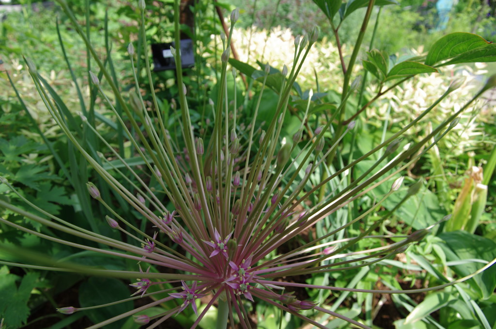 ハーブガーデンにて