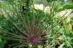 ハーブガーデンにて