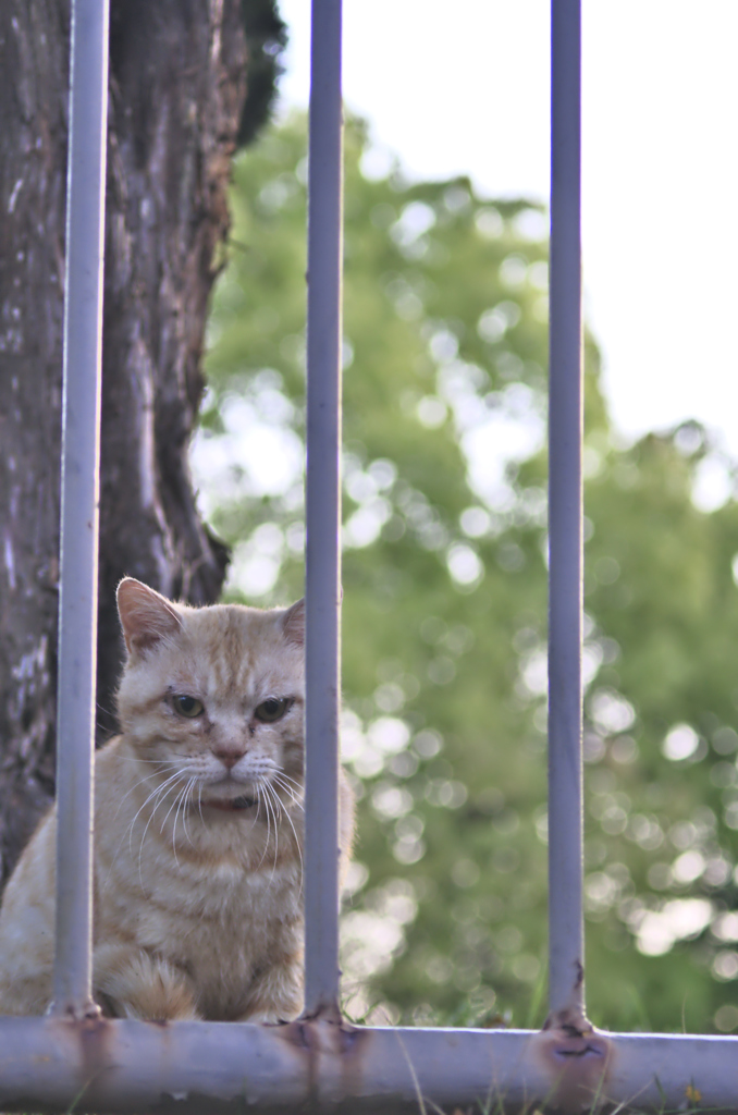 吾輩は猫である、ニャー # 160