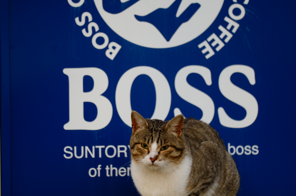 BOSS猫
