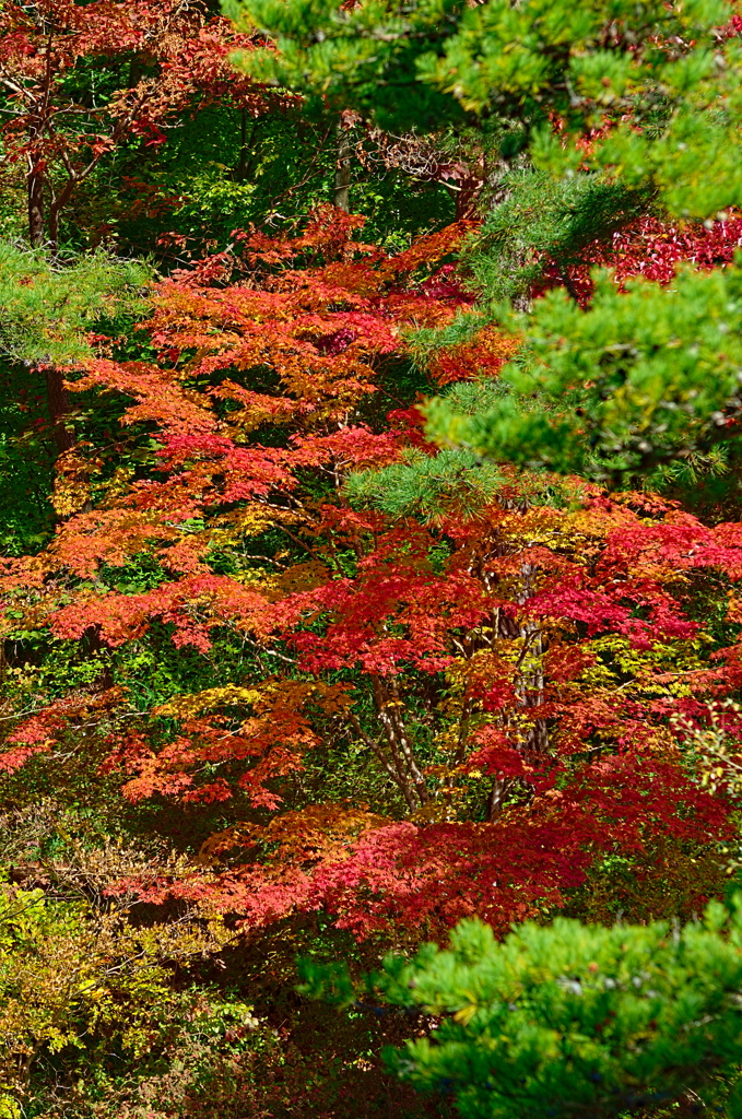 紅葉三昧 '2019