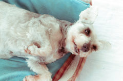 my pretty dog # 19