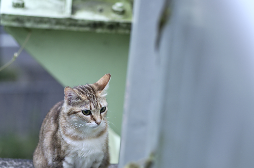 吾輩は猫である、ニャー # 228