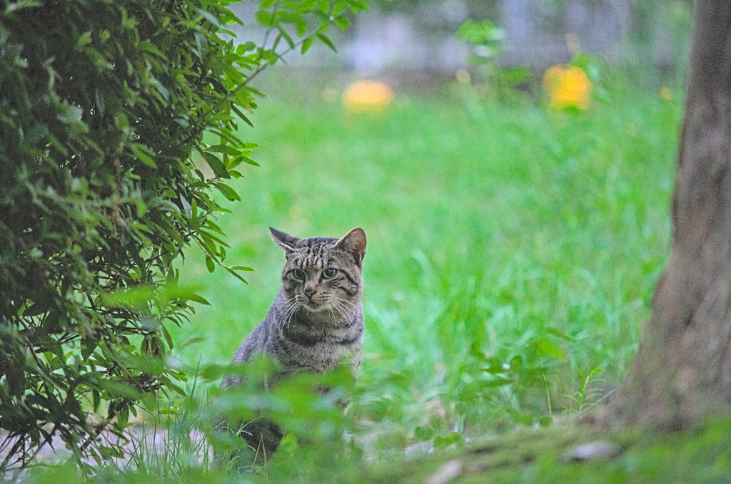 吾輩は猫である、ニャー # 886