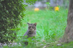 吾輩は猫である、ニャー # 886