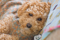 my pretty dog Ⅱ # 217
