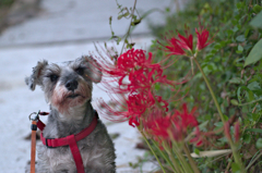 my pretty dog # 49