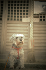 my pretty dog # 136
