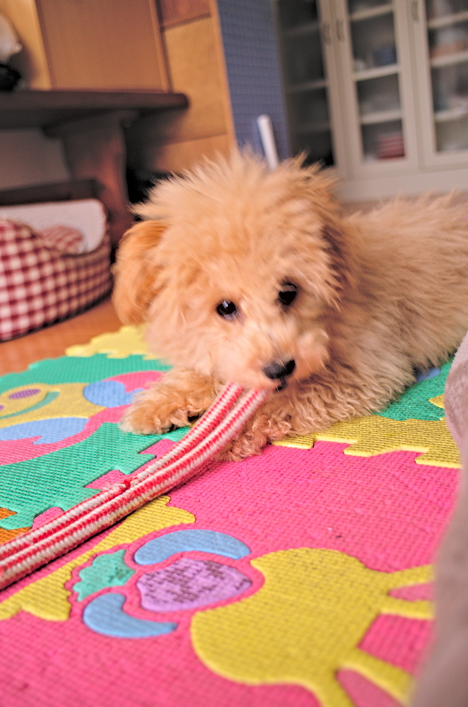 my pretty dog Ⅱ # 11