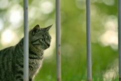 吾輩は猫である、ニャー # 134