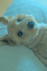 my pretty dog Ⅱ # 395