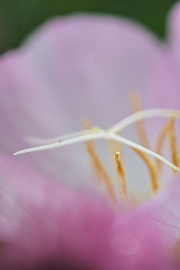 ヒルサキツキミソウ