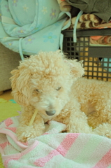 my pretty dog Ⅱ # 89