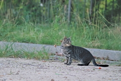 吾輩は猫である、ニャー # 568
