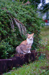 吾輩は猫である、ニャー # 627