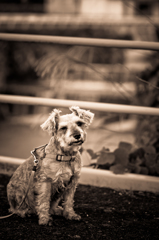 my pretty dog # 71