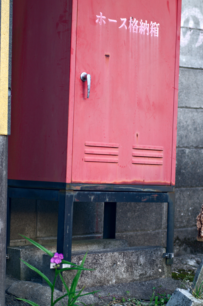 ムラサキツユクサ