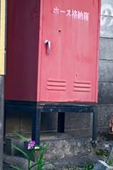 ムラサキツユクサ ムラサキツユクサ