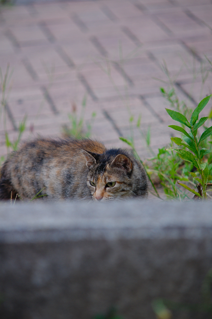 吾輩は猫である、ニャー # 641