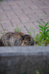 吾輩は猫である、ニャー # 641