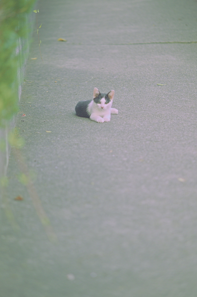 吾輩は猫である、ニャー # 819