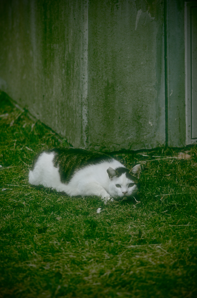 吾輩は猫である、ニャー # 978