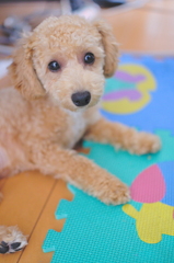 my pretty dog Ⅱ # 40