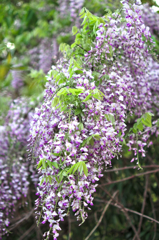 山藤