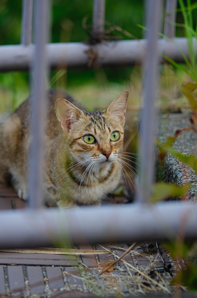 吾輩は猫である、ニャー # 435