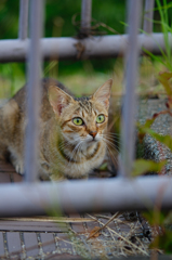 吾輩は猫である、ニャー # 435