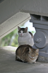 吾輩は猫である、ニャー # 170