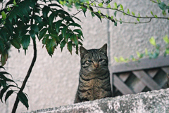 吾輩は猫である、ニャー # 909
