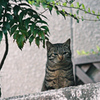 吾輩は猫である、ニャー # 909