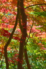 紅葉三昧 '2019