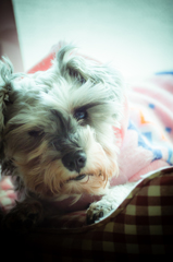 my pretty dog # 145