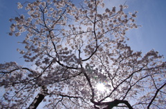 満天の桜