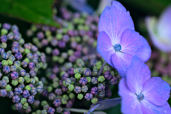 紫陽花