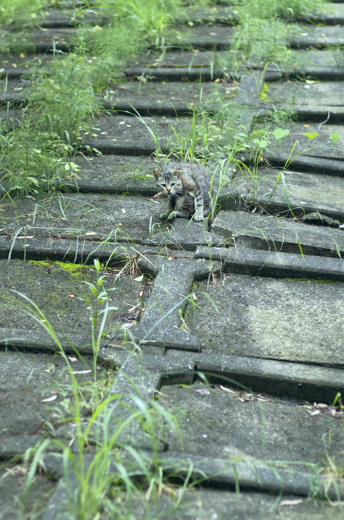 吾輩は猫である、ニャー # 269