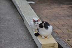 吾輩は猫である、ニャー # 736