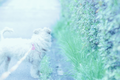 my pretty dog Ⅱ # 254