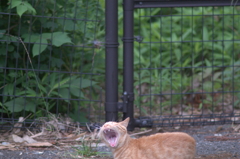 吾輩は猫である、ニャー # 791