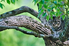 吾輩は猫である、ニャー # 559